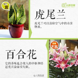 摆放：客厅风水佳
