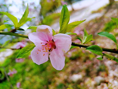 春天的脚步悄悄近， 江苏花开正当时