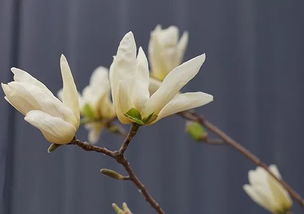 玉兰的世界， 纷繁多样