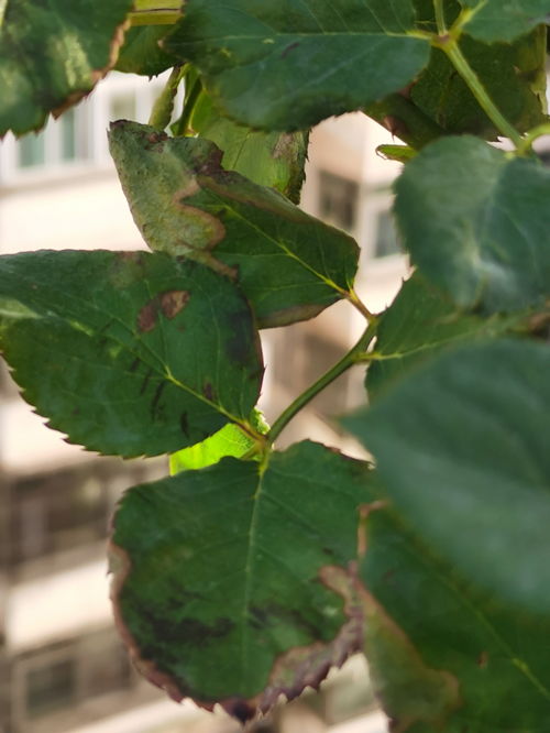 月季树枯死之谜：是浇水过多还是病虫害作祟？