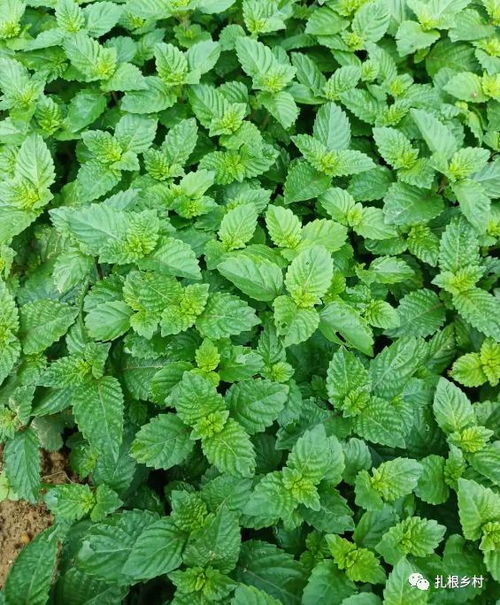 “仙草种植的最佳时间是什么季节？”