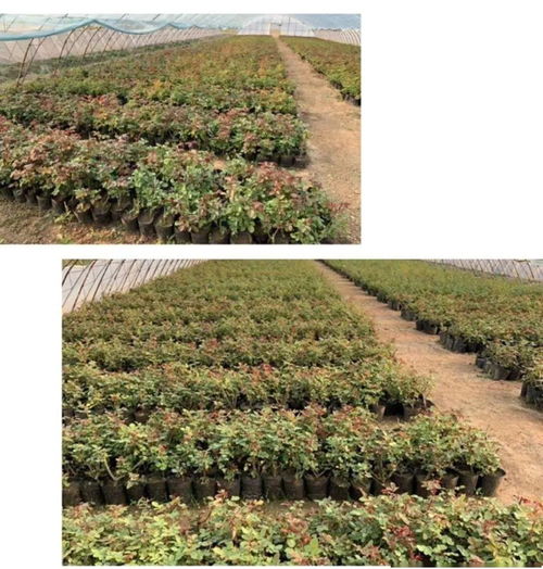 注意脱水情况， 及时处理