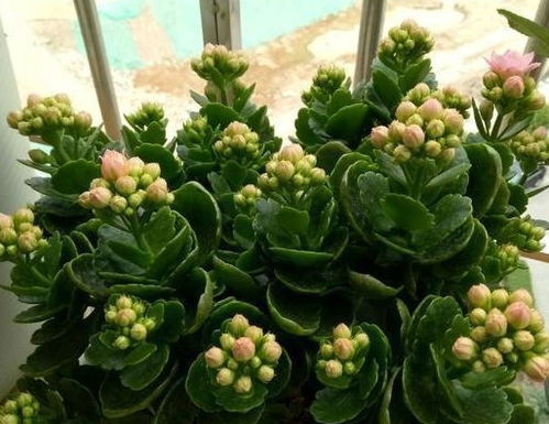 夏季啤酒水浇灌