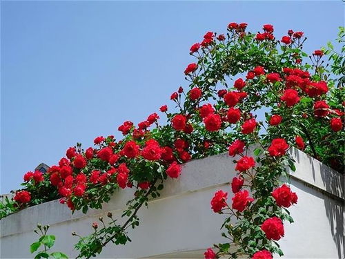 藤本月季为何不开花不爬藤？