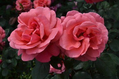 粉扇月季的美，你知道吗？