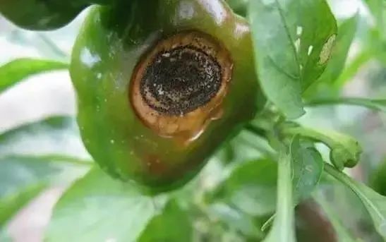 果园的烦恼，溴菌腈Neng解决吗？