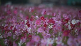 春天里的树木交响曲