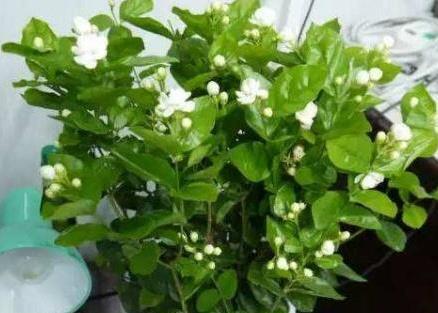 花开梗盛的秘诀