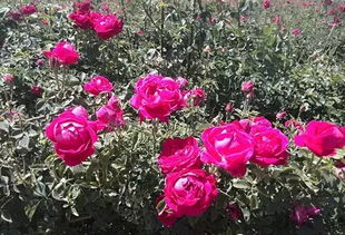 玫瑰园里的生活美学