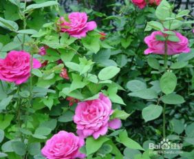 月季花开不旺，原来是被这些误区害了！