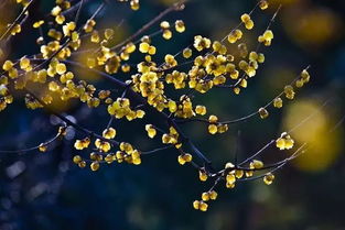 泡茶喝，温暖又提神