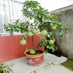 阳台种树选什么？这几种树既美观又好养