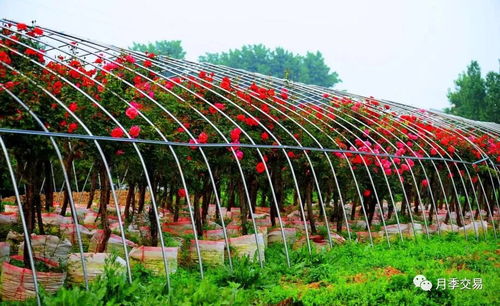 五月份园林养护， 月季苗木平安度夏的要点揭秘