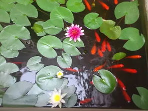 睡莲的美与象征