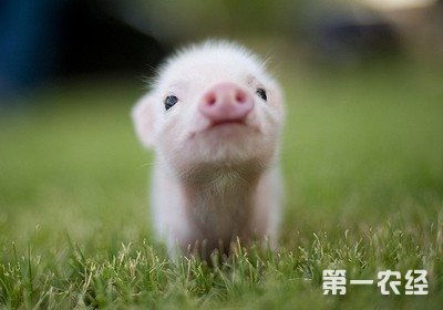 夏季猪病防治要点解析