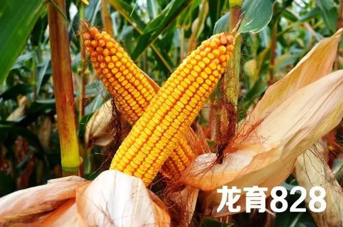 士惠628玉米品种高产，抗病性强