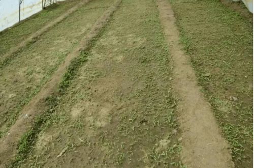 三、 丁扑除草剂苗床使用量的确定