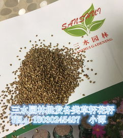 草坪种子选择：专业指导， 科学种植