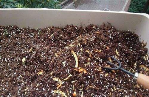 松果和水果皮， 大自然的馈赠