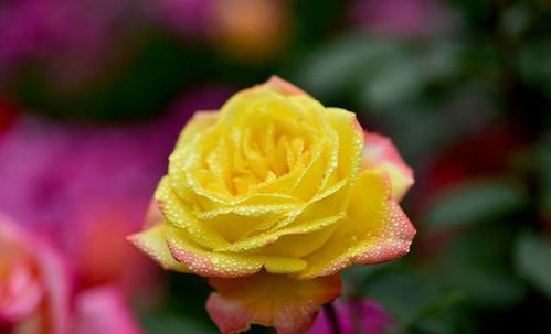 破晓：日本培育的大花灌木月季