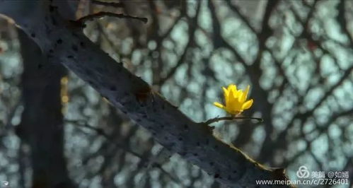 揭秘冬季绽放之花：秋天的奇迹植物