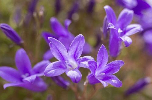 紫罗兰花怎么养才能开花？养护要点有哪些