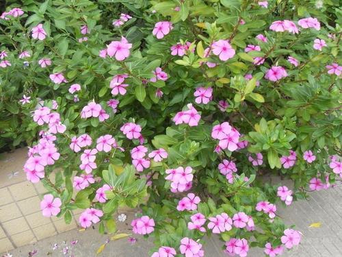 种花要相信自己， 不必听商家瞎忽悠