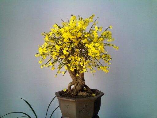 春天的花朵， 开在心间