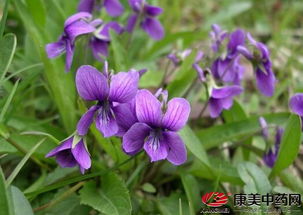 紫堇与苦地丁的混淆， 一场中草药的“误判”风波