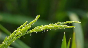 水稻追施穗肥的Zui佳时间