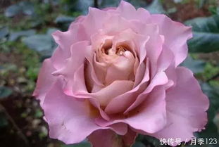 蓝色风暴， 丰花月季中的佼佼者