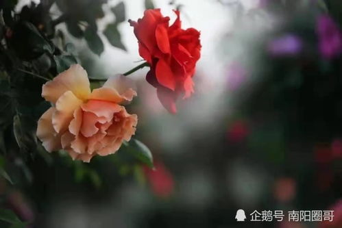 南阳中国月季园：花海中的五彩斑斓世界