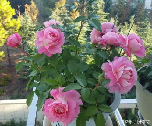 四季开花的品种， 也需要及时补肥和修剪