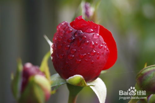 石榴石玫瑰月季的产地揭秘