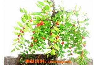 枣树种植技巧：最佳时间+高效方法+病害防治攻略