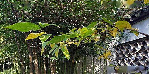 梓树在传统文化中象征着什么？它所蕴含的意义对现代生活有何启示