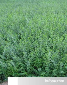 麦冬苗，批发价格大揭秘