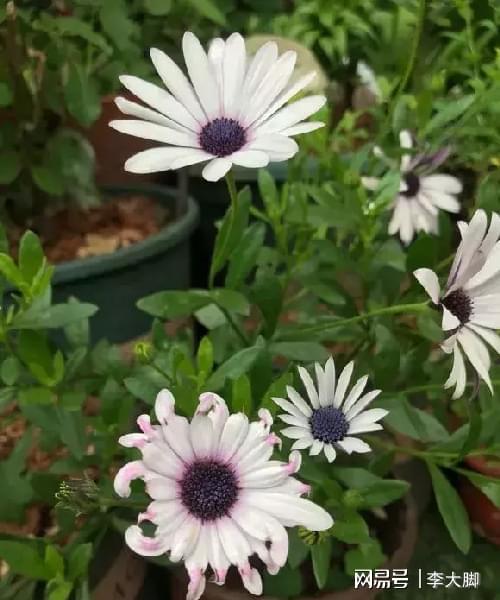 寻找那片小白花