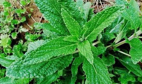 哪种除草剂对谷子地里的尖叶草效果最好？