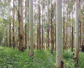 揭秘速生桉：为何被誉为“断子绝孙”树种？