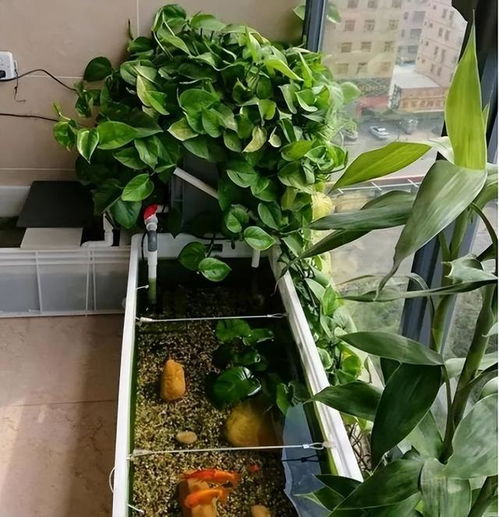 鱼缸里的鱼儿，数量有讲究