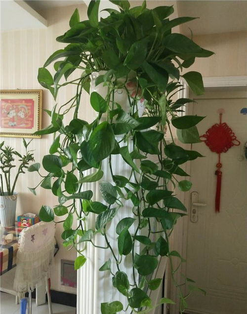 水绿萝缺光不生长？