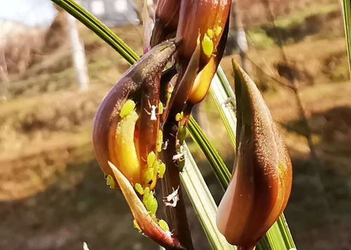 兰花的泥土配制， 软硬搭配是关键