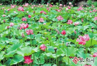6月是盛夏，许多花卉迎来盛开期