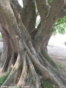 常见的树木种类