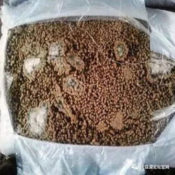饲料发霉的真相与温湿度有何关联？霉变饲料的毒性究竟有多严重？