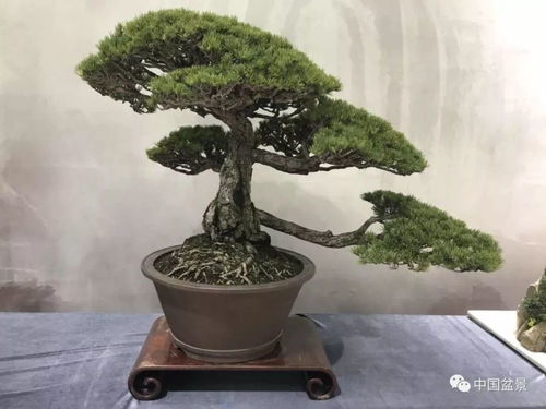 盆景树种大全探秘