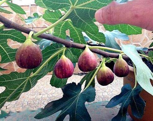 无花果开花期：探究无花果的花期与开花时间