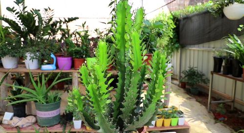 多肉植物：绿意盎然中的财富之谜