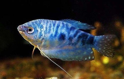 根据海水鱼饲料配方，如何科学饲养海水鱼，确保其健康成长和繁殖能力？